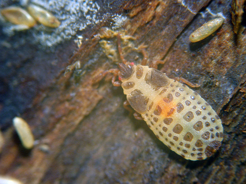 Aradidae: Aneurus laevis in Valle Fredda (VA)